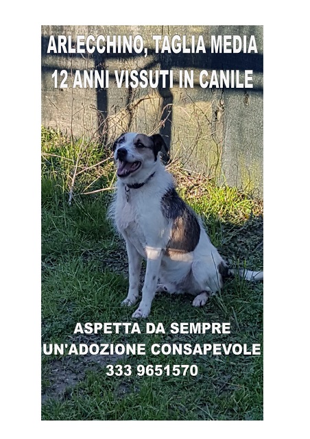 ASPETTA ADOZIONE CONSAPEVOLE ASPETTA ADOZIONE CONSAPEVOLE