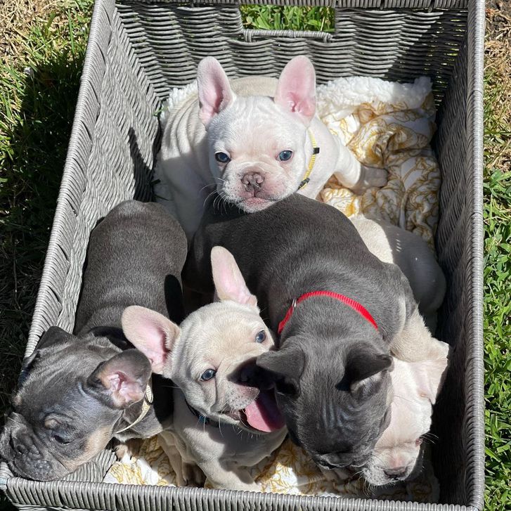 Bellissimo Bulldog Francese Bellissimo Bulldog Francese