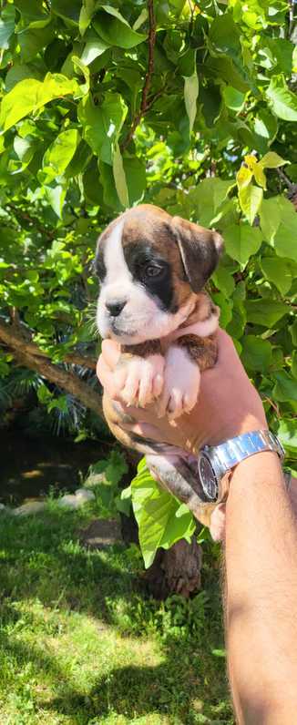 CUCCIOLI DI BOXER