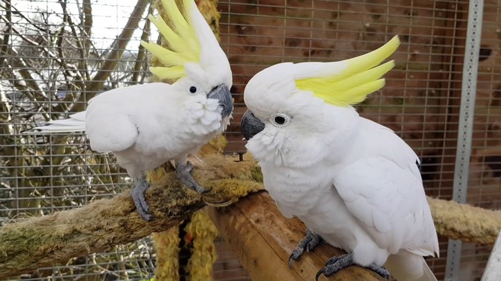 Coppia papagalli Coppia papagalli