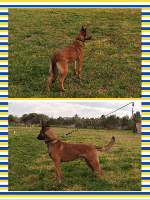 Cuccioli Malinois