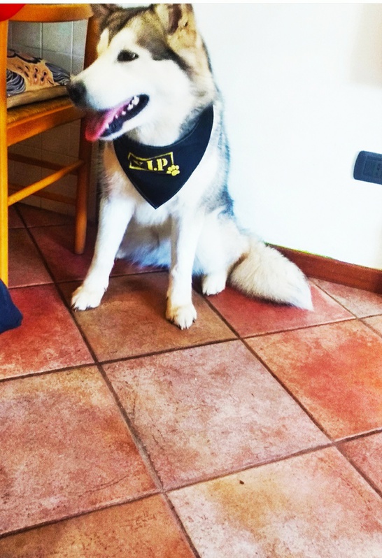 Cuccioli di Alaskan malamute con pedigree 3 Cuccioli di Alaskan malamute con pedigree Animali 3