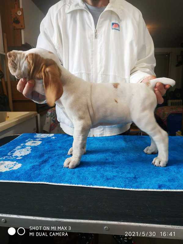 Cuccioli di Bracco Italiano da Expo Cuccioli di Bracco Italiano da Expo