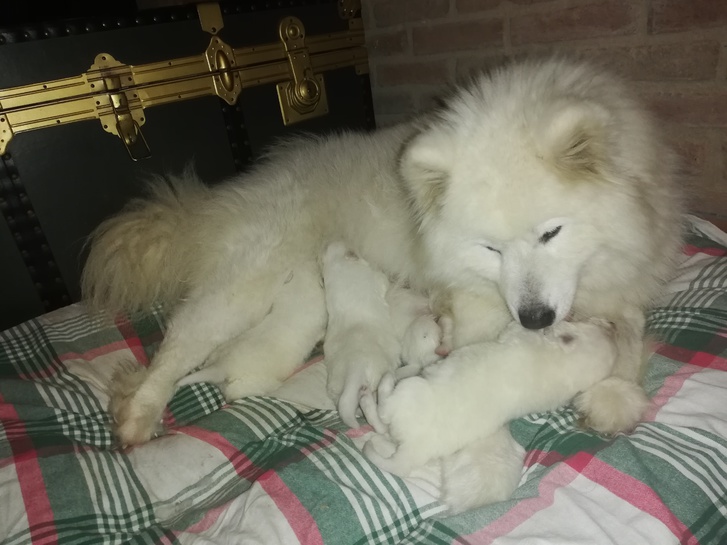 Cuccioli di Samoiedo Cuccioli di Samoiedo
