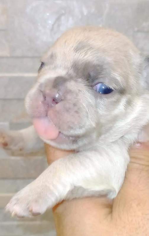 Disponibili bulldog francesi con microcip e pedigree enci per info in privato Disponibili bulldog francesi con microcip e pedigree enci per info in privato