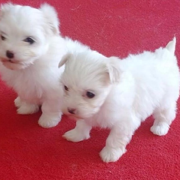Disponibili due cuccioli maltesi di prima classe Disponibili due cuccioli maltesi di prima classe