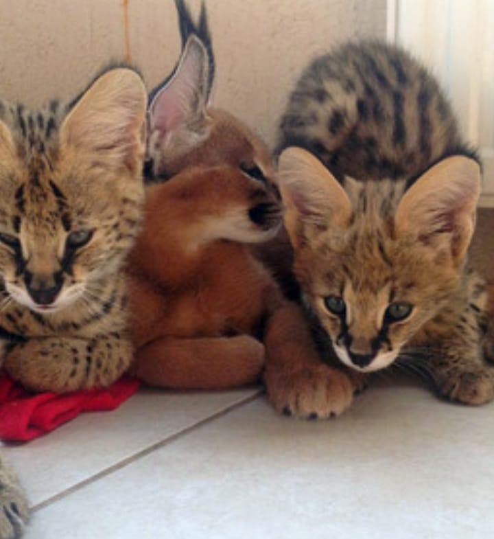 Gattino Serval,caracal,& savannah 