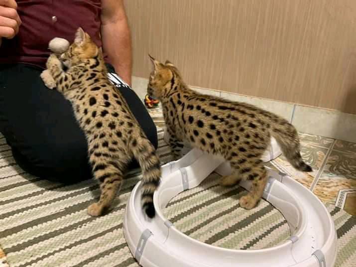 Gattino Serval,caracal,& savannah  Animali 4