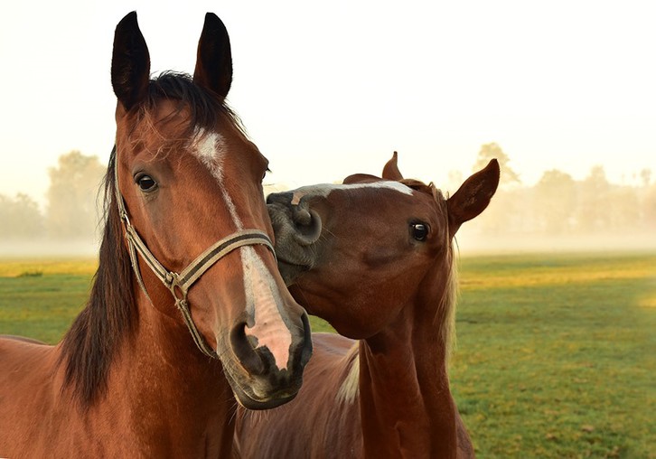 PENSIONE PER CAVALLI DI FINE CARRIERA Animali 2