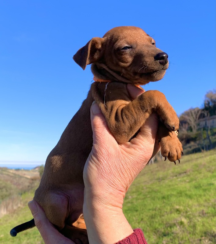 Pinscher nano