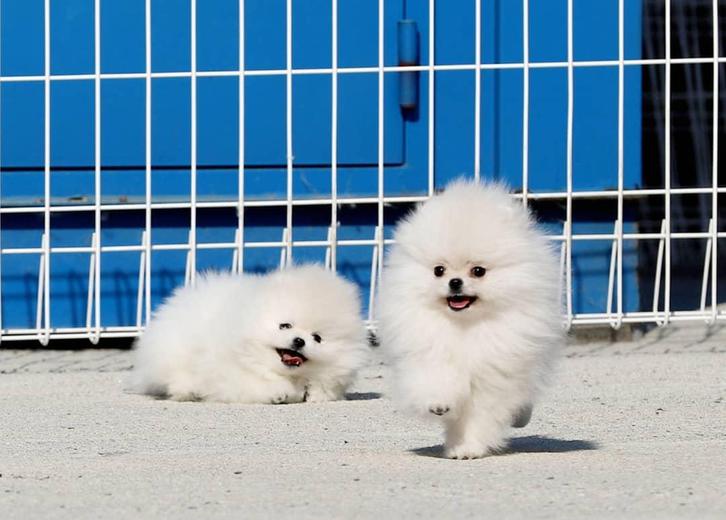 Rarissimi cuccioli di Volpini Pomerania