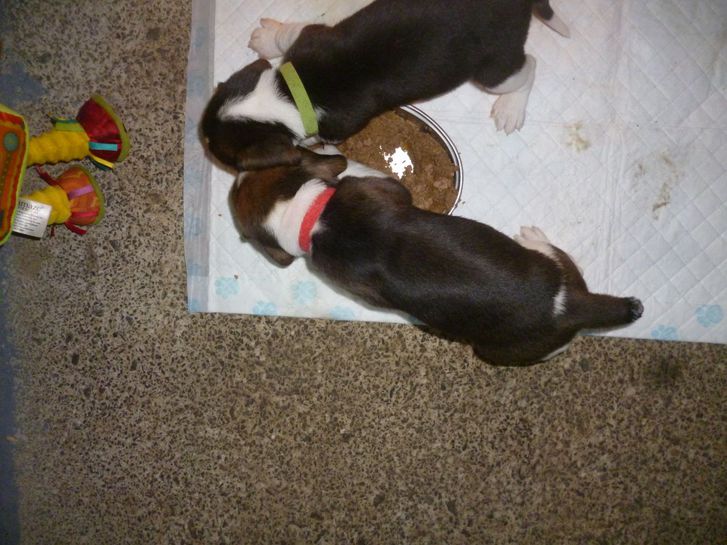 Stupendi cuccioli di Beagle maschi che femmine Stupendi cuccioli di Beagle maschi che femmine