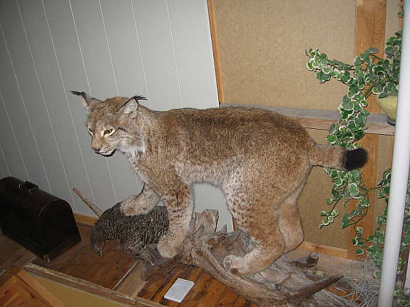 Trofeo di lince Trofeo di lince