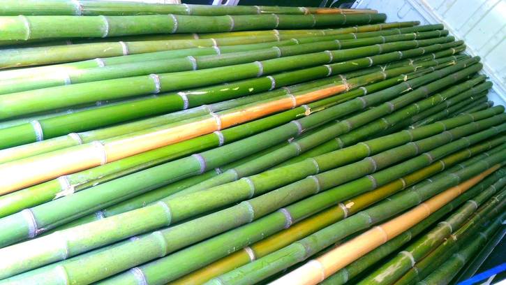 Vendo canne di bambù bambu con diametro da 1 a 10 cm.  Casa 3