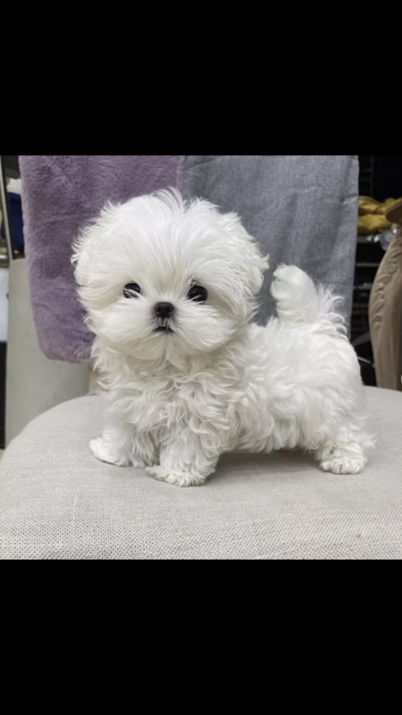 Vendo cuccioli di maltipoo maschi e femmine Antichit 3