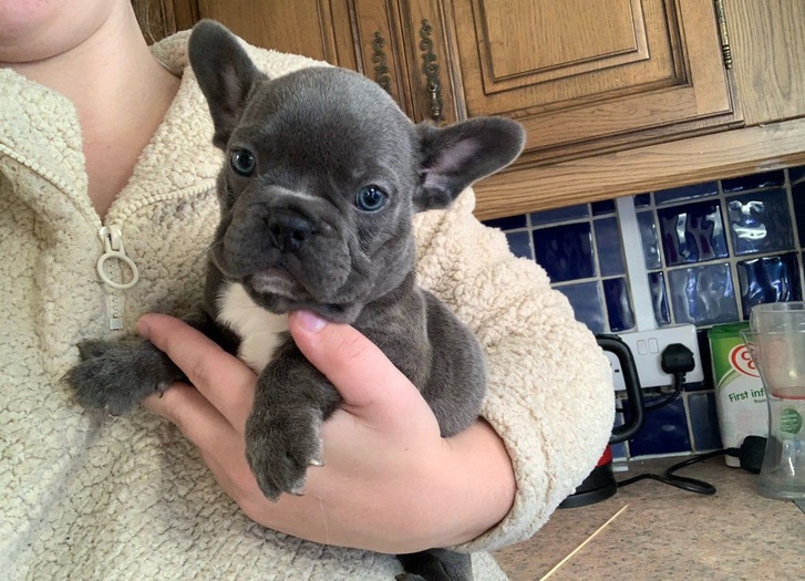 cuccioli di Bulldog francese cuccioli di Bulldog francese