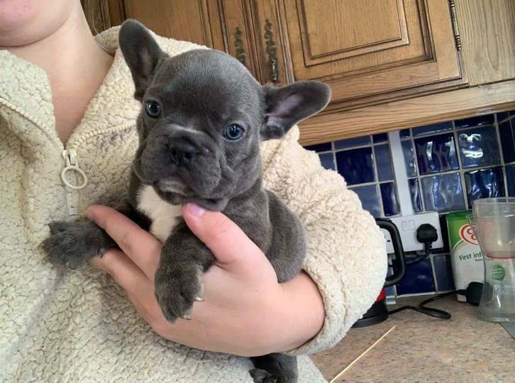 cuccioli di bulldog francese cuccioli di bulldog francese