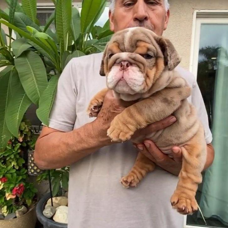 cuccioli di bulldog inglese in adozione. cuccioli di bulldog inglese in adozione.