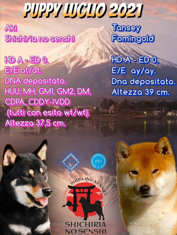 cuccioli di shiba inu cuccioli di shiba inu