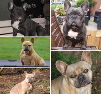 6 Cuccioli di Bouledogue Francese blue