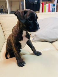 ALLEVAMENTO CUCCIOLI BOXER