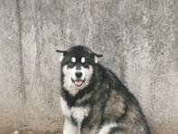 Alaskanmalamute 