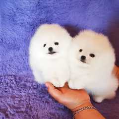 Bellissimi cuccioli di Pomerania maschi e femmine disponibili, completamente vaccinati, sverminati 