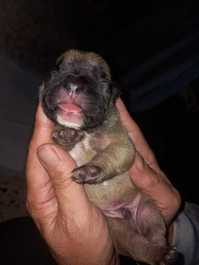 CUCCIOLI DI BULLDOG FRANCESE 