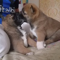 CUCCIOLI SHIBA INU