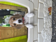 Cagnolina Beagle 