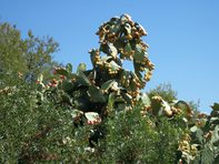 Cerchiara di Calabria casolare con terreno ulivetato vendo