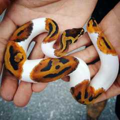Coppie di pitoni albini e pezzati in vendita Siamo alla ricerca di una casa di amante o allevatore 