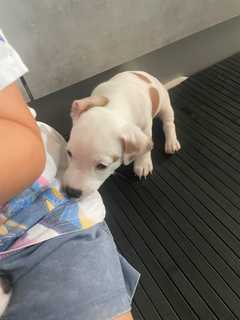 Vendo cuccioli di Jack Russell Terrier,nati il 22 giugno pronti i primi di settembre.<br>