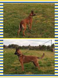 Cuccioli Malinois