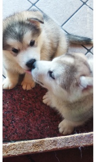 Cuccioli di Alaskan malamute con pedigree 