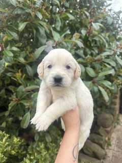 Bellissimi cuccioli di Golden Retriever disponibili e pronti per una nuova famiglia amorevole. I cu