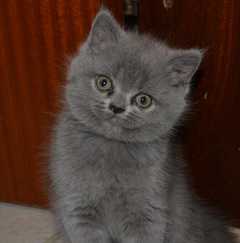 Sono disponibili adorabili gattini Scottish Straight, pronti per trovare una nuova famiglia che li 