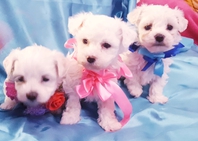 Maltese cuccioli Maltese cuccioli