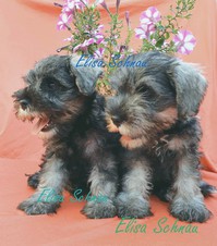 SCHNAUZER NANI PEPE&SALE