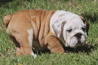 Splendidi Cuccioli di Bulldog Inglese