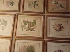 STAMPE BOTANICHE INGLESI DELLA GALLERIA TORNABUONI FI