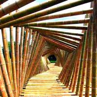 Vendo canne di bamb bambu con diametro da 1 a 10 