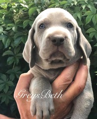 Weimaraner Weimaraner