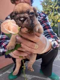 bouledogue francesi 