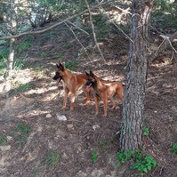 cucciolo Malinois